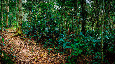 Western Lowland Gorillas Trek (4 Days)